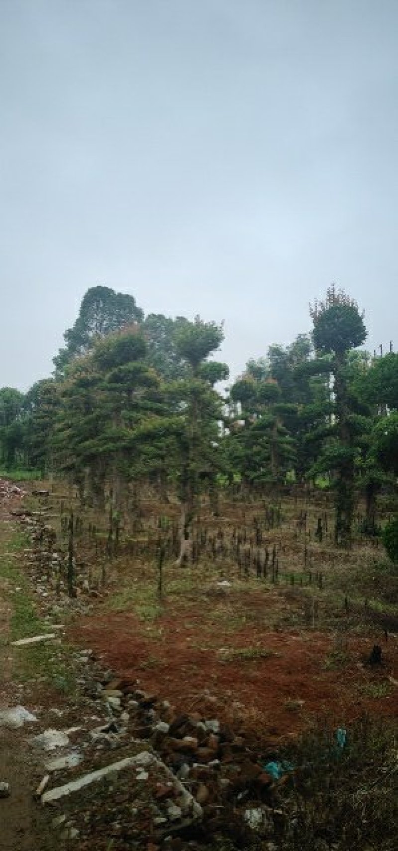 自己苗圃，造型柞树，橡树一手货源，优价供应