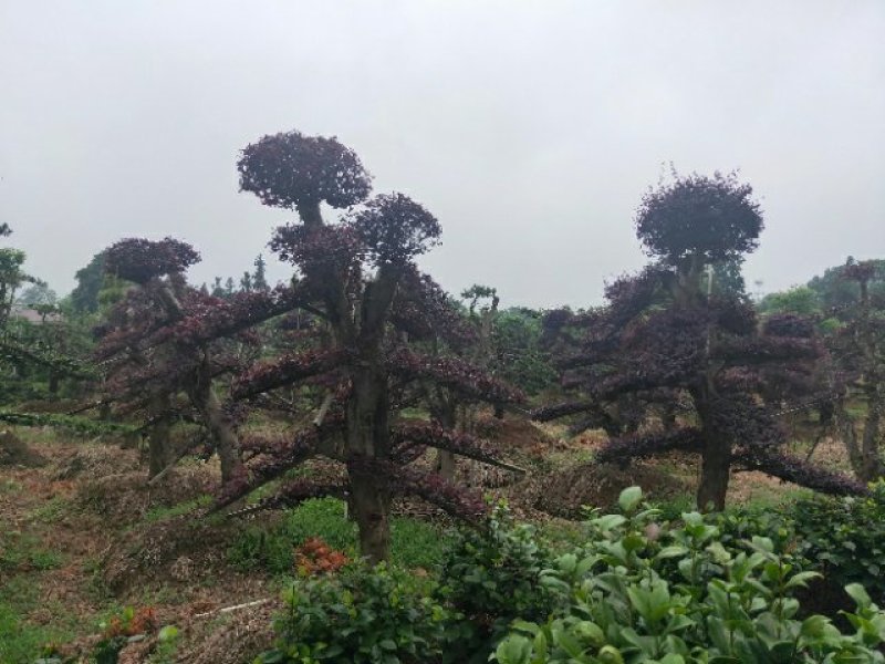 自己苗圃，造型柞树，橡树一手货源，优价供应