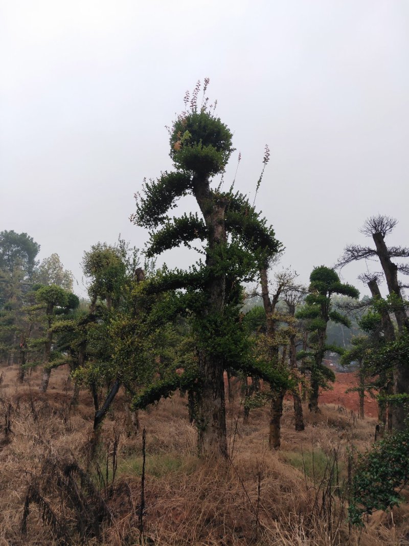 自己苗圃，造型柞树，橡树一手货源，优价供应