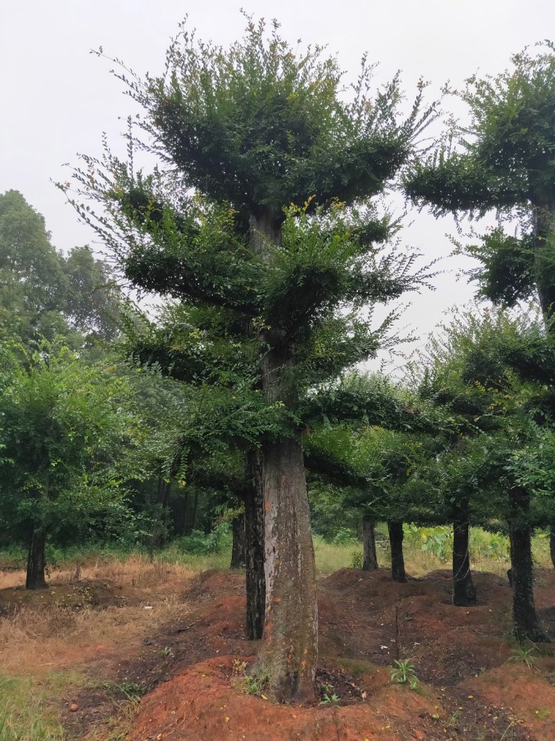 自己苗圃，造型柞树，橡树一手货源，优价供应