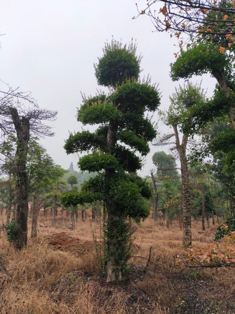 自己苗圃，造型柞树，橡树一手货源，优价供应