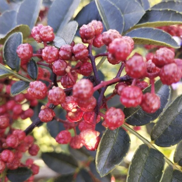 干花椒