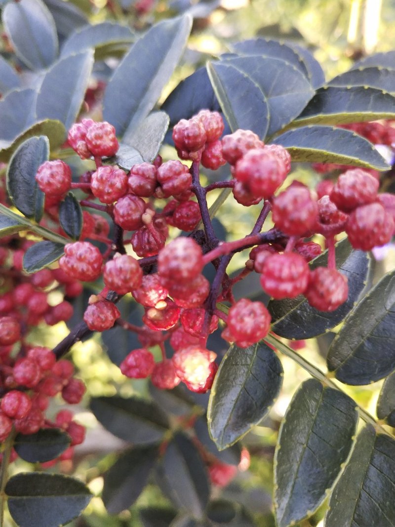 干花椒
