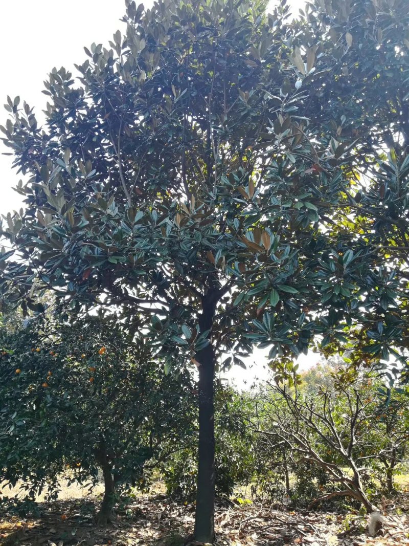 广玉兰，产地现货，价格优惠