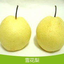泸西高原梨地理坐标产品，精品雪花梨，有需要的老板赶紧联系