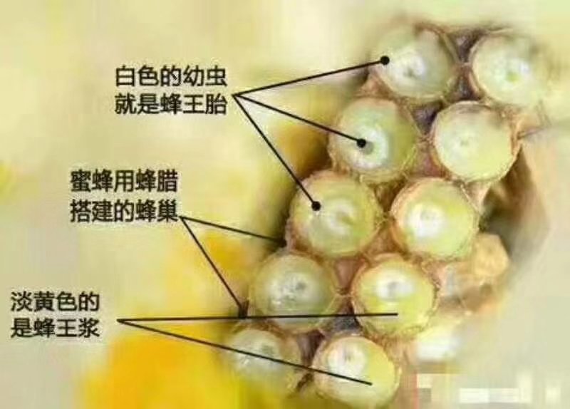 蜂王浆