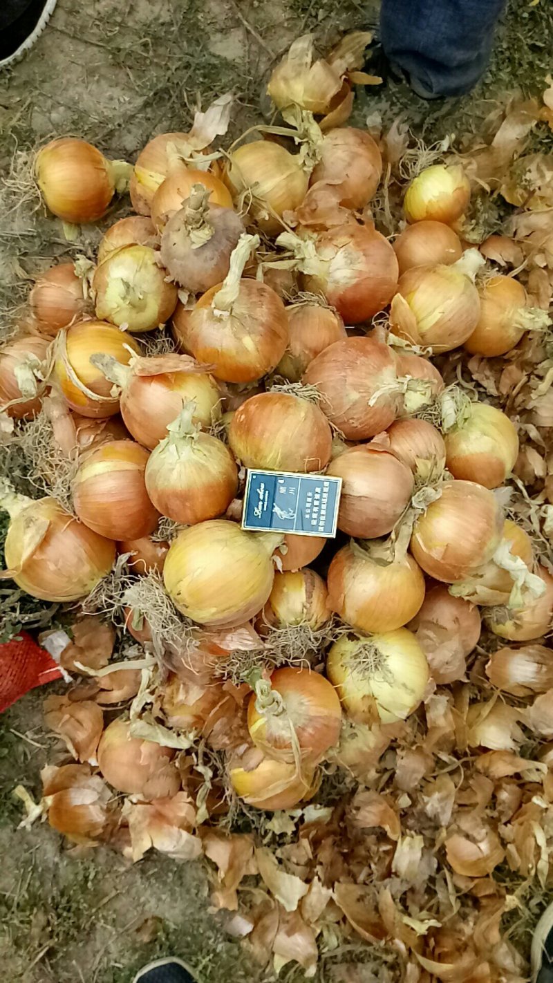 5-8.8-12规格黄皮洋葱，货源充足，欢迎洽谈咨询