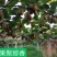 翠香(绿肉)原生态猕猴桃一件包邮