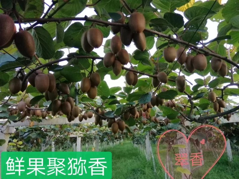 翠香（绿肉）原生态猕猴桃一件包邮