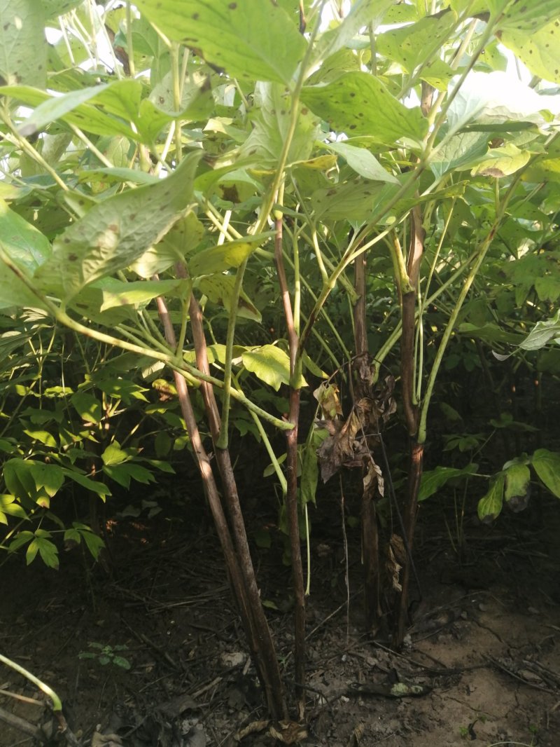 油牡丹苗50~60cm，种植观赏，药用都可以！