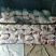 商薯19牛奶红薯打粉加工厂大量供应产地货源基地直供