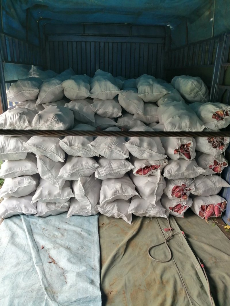 商薯19牛奶红薯打粉加工厂大量供应产地货源基地直供