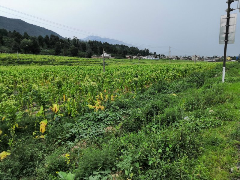 有好货：100多亩烟田长期出租，交通便利，水源保证