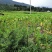 有好货：100多亩烟田长期出租，交通便利，水源保证