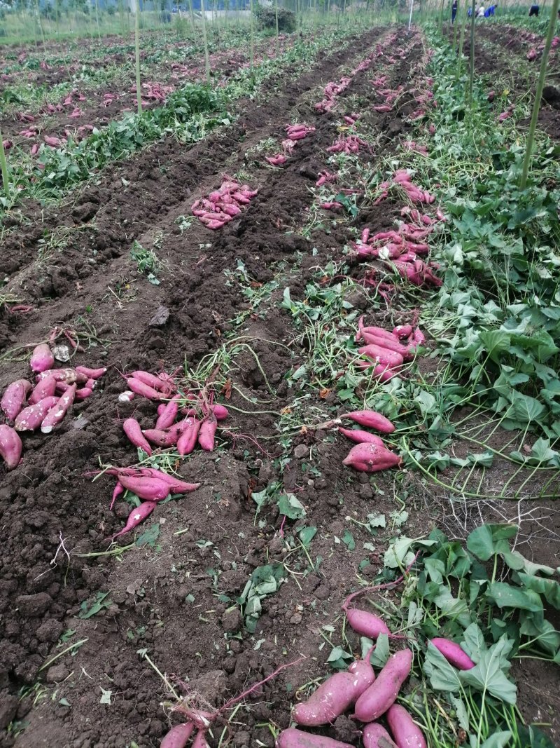商薯19牛奶红薯打粉加工厂大量供应产地货源基地直供