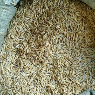 饲料级燕麦粒