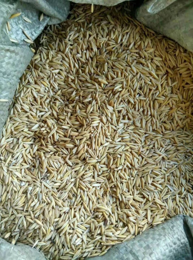 饲料级燕麦粒