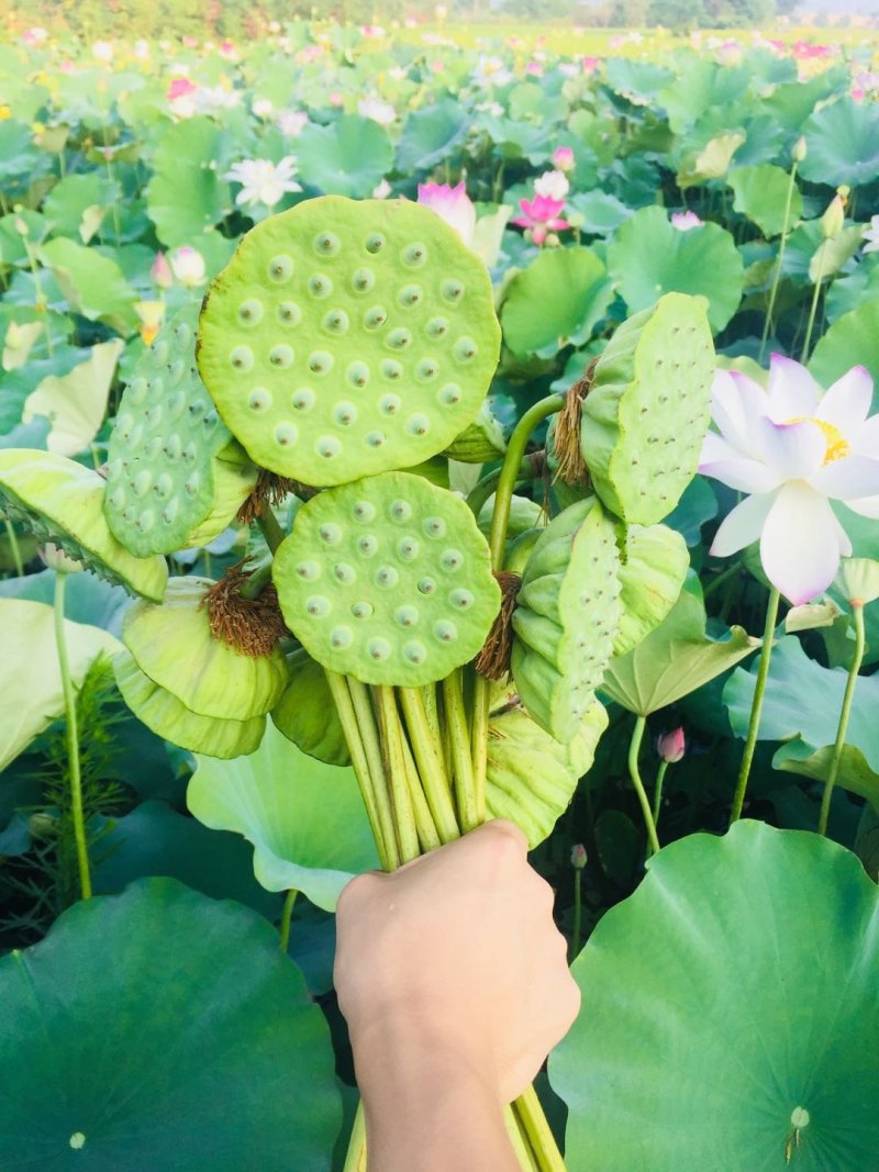 莲蓬湖北新鲜现摘发一手货可开票合作社基地稳定货发全国