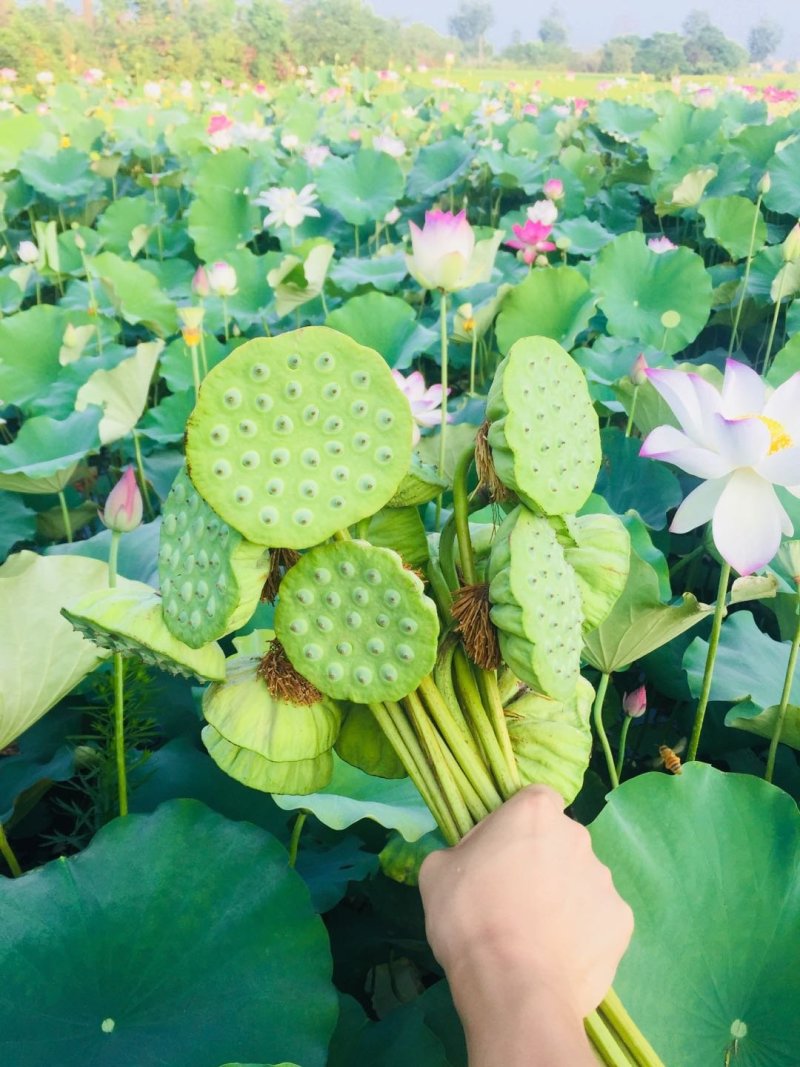 莲蓬湖北新鲜现摘发一手货可开票合作社基地稳定货发全国