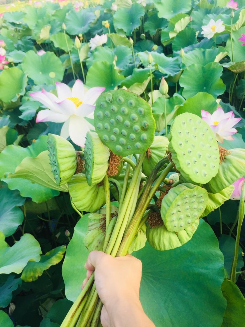 莲蓬湖北新鲜现摘发一手货可开票合作社基地稳定货发全国