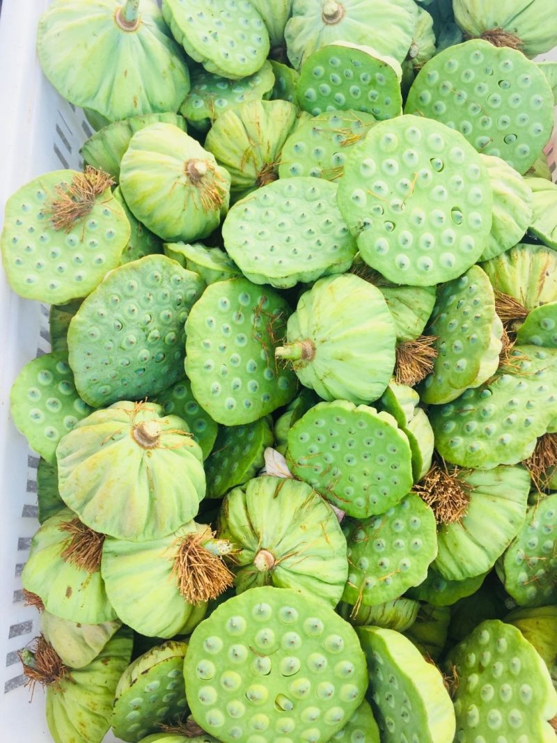 莲蓬湖北新鲜现摘发一手货可开票合作社基地稳定货发全国