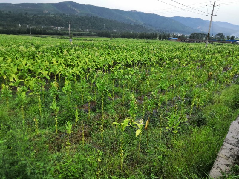 有好货：500多亩烟田出租半年，地势平缓，水源保证
