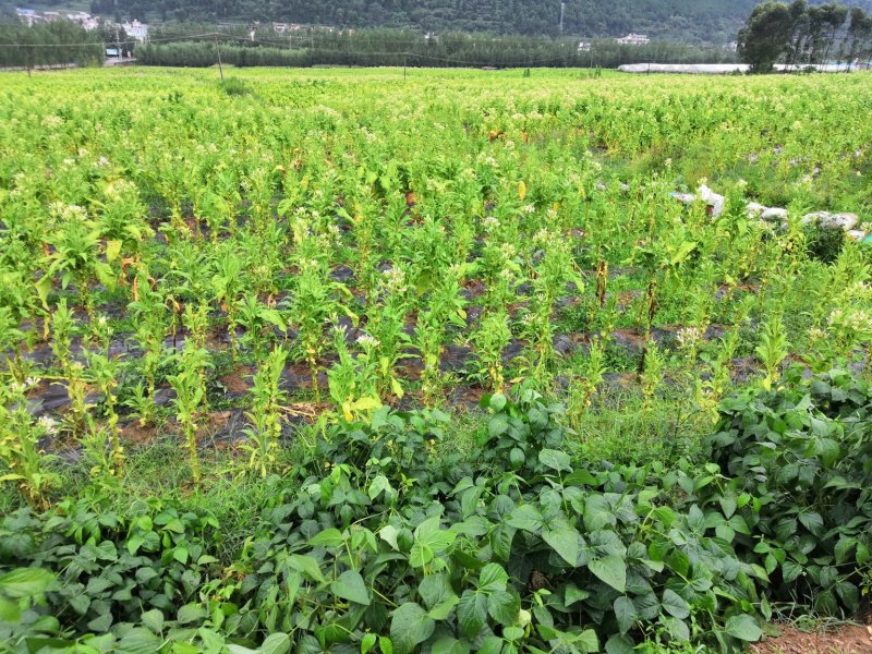 有好货：500多亩烟田出租半年，地势平缓，水源保证