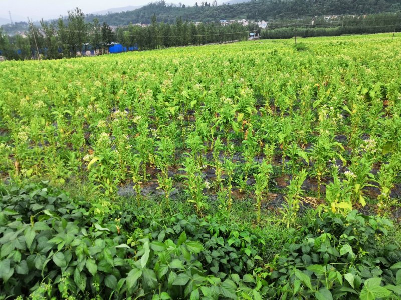 有好货：500多亩烟田出租半年，地势平缓，水源保证