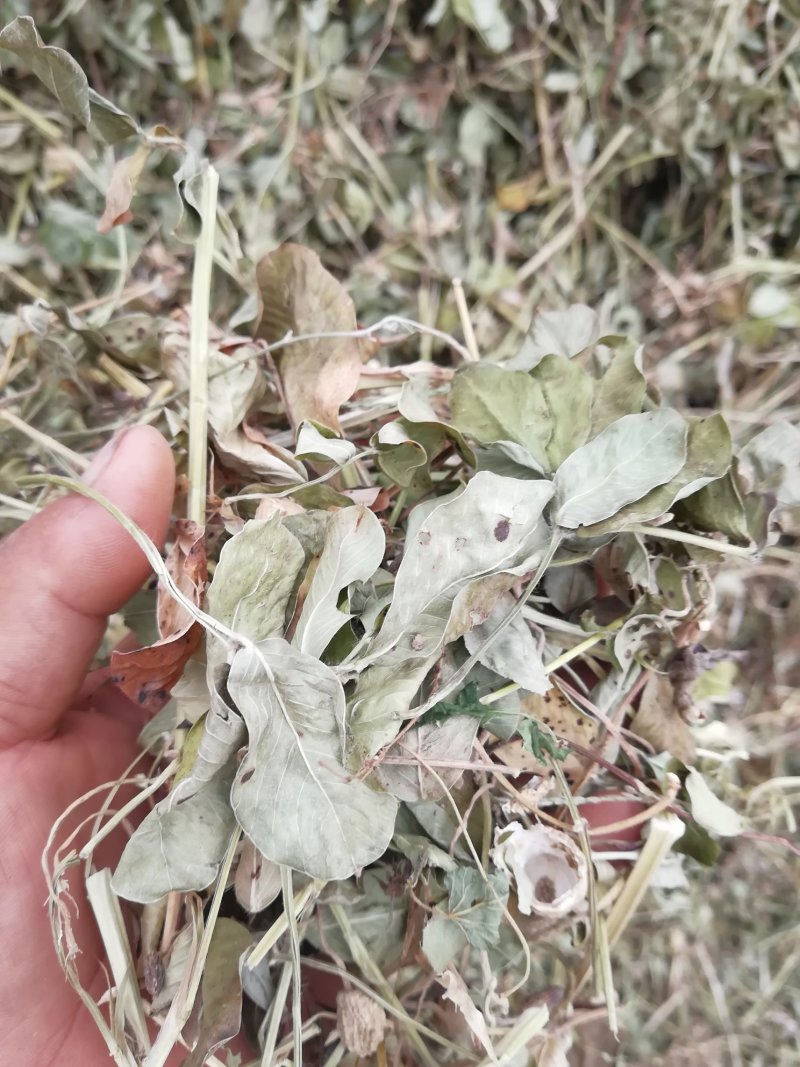 羊草