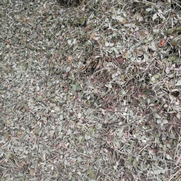 羊草