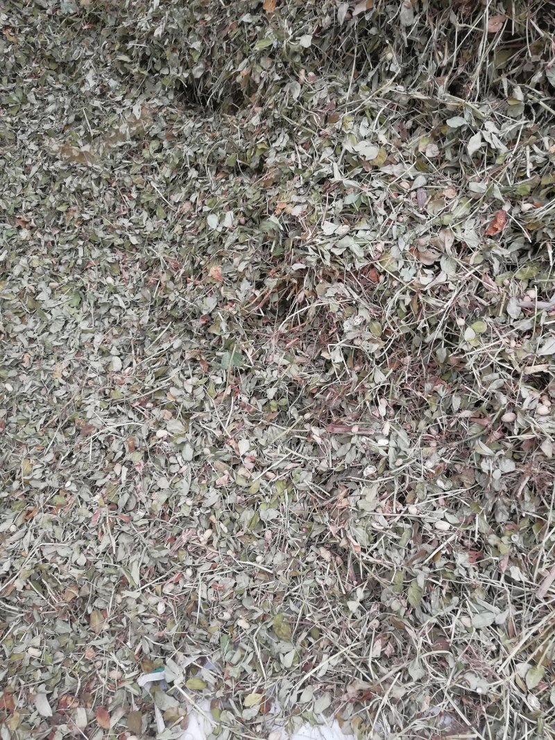 羊草
