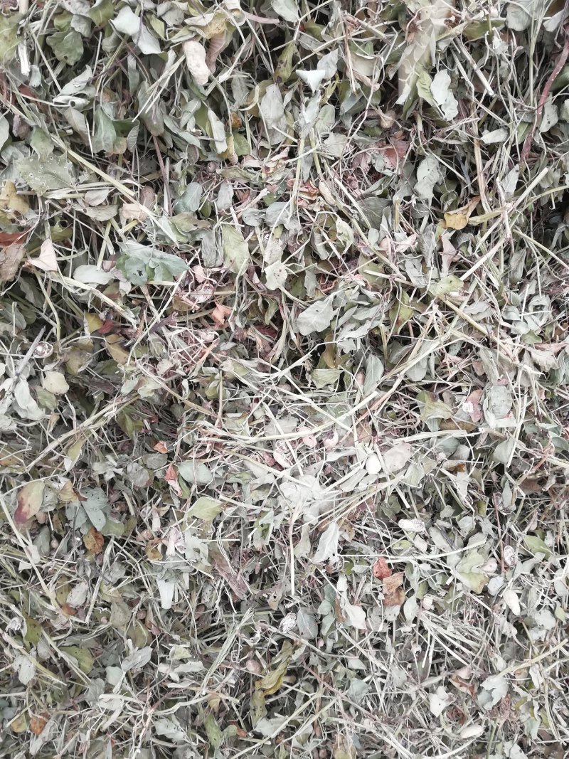 羊草