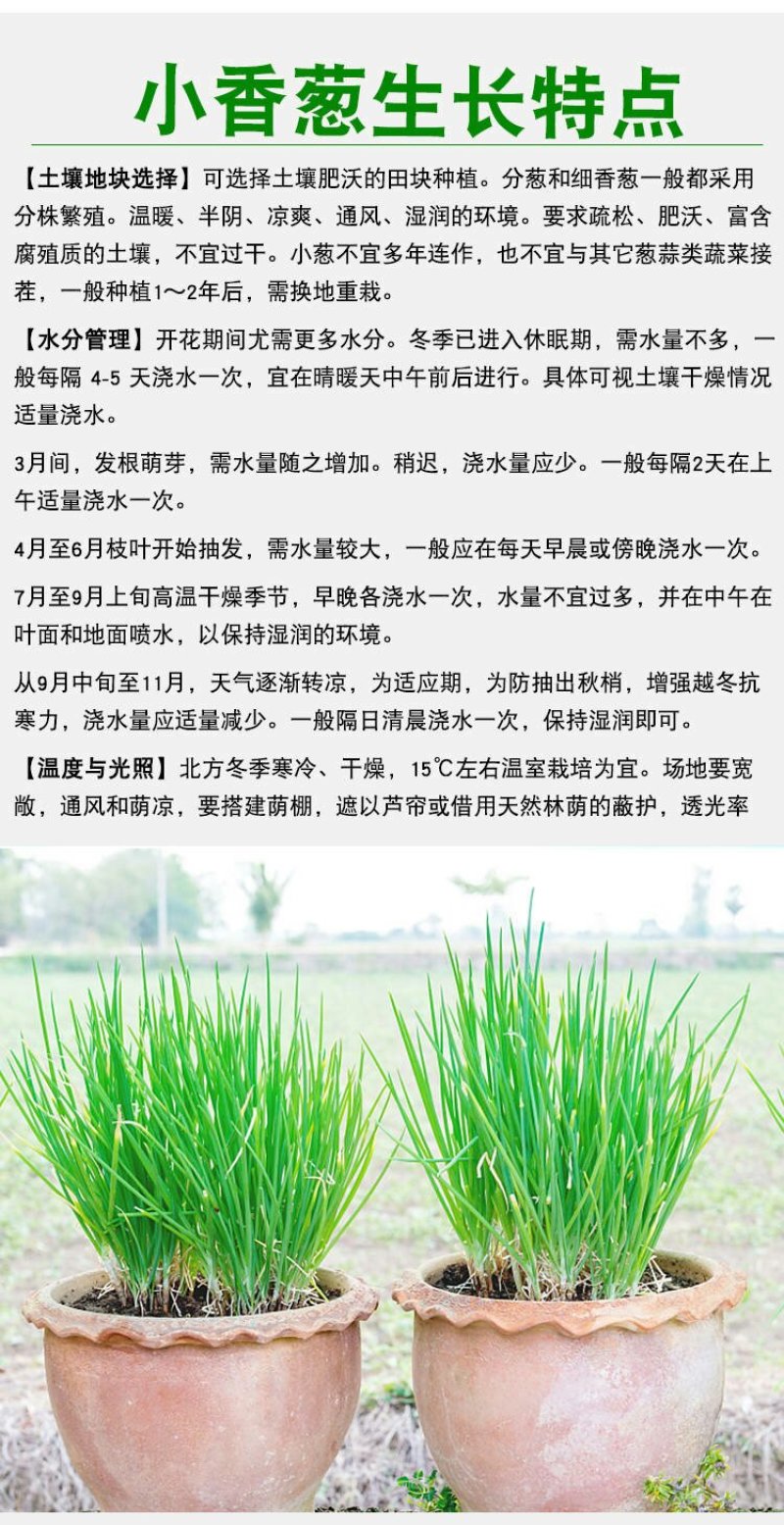 四季小香葱种子阳台盆栽庭院种植叶色浓绿易种易活适应性广