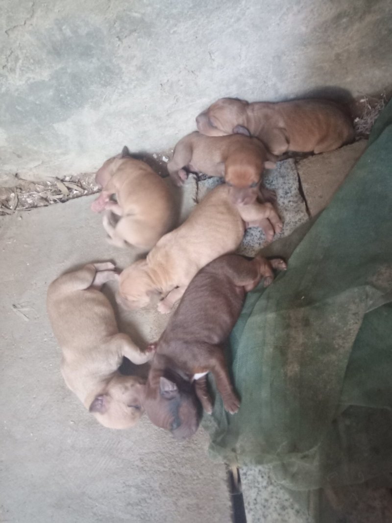 比特犬