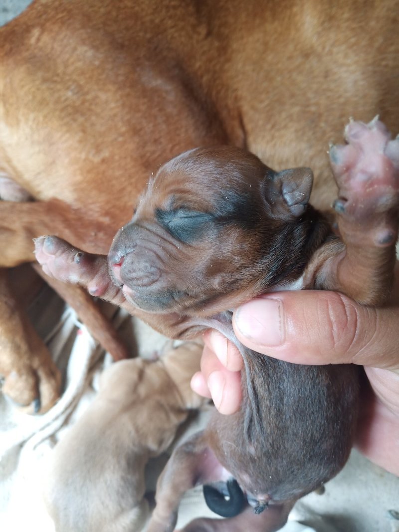 比特犬