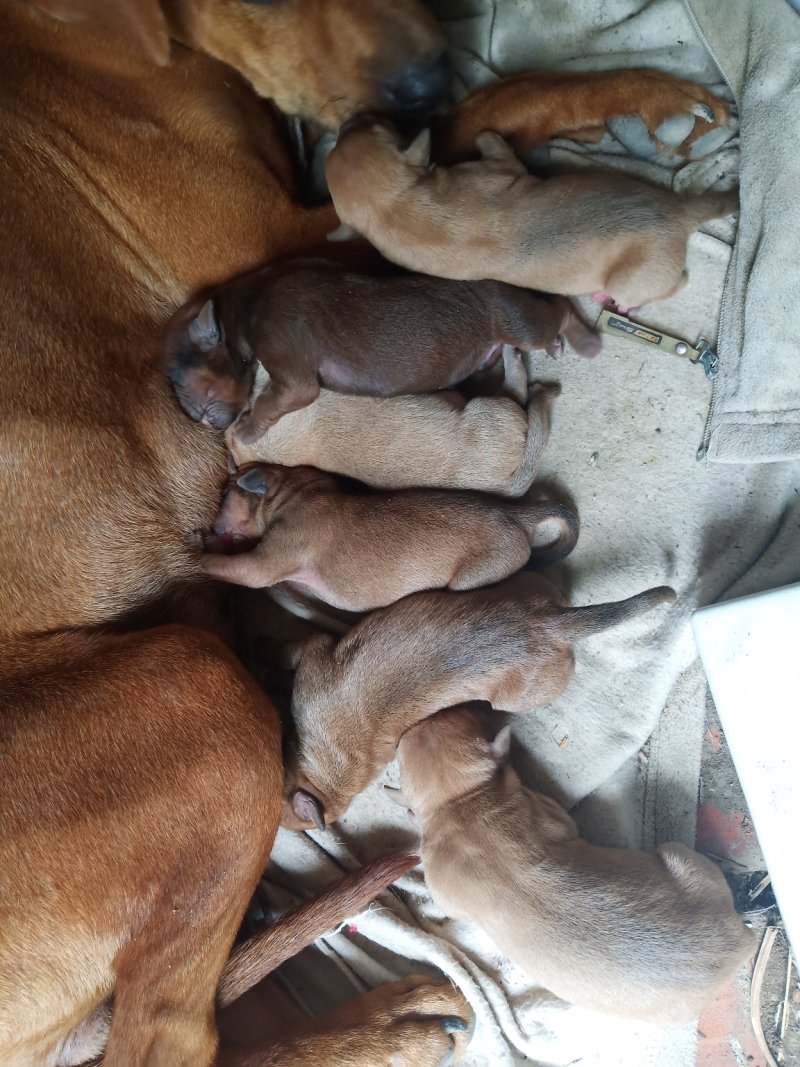 比特犬