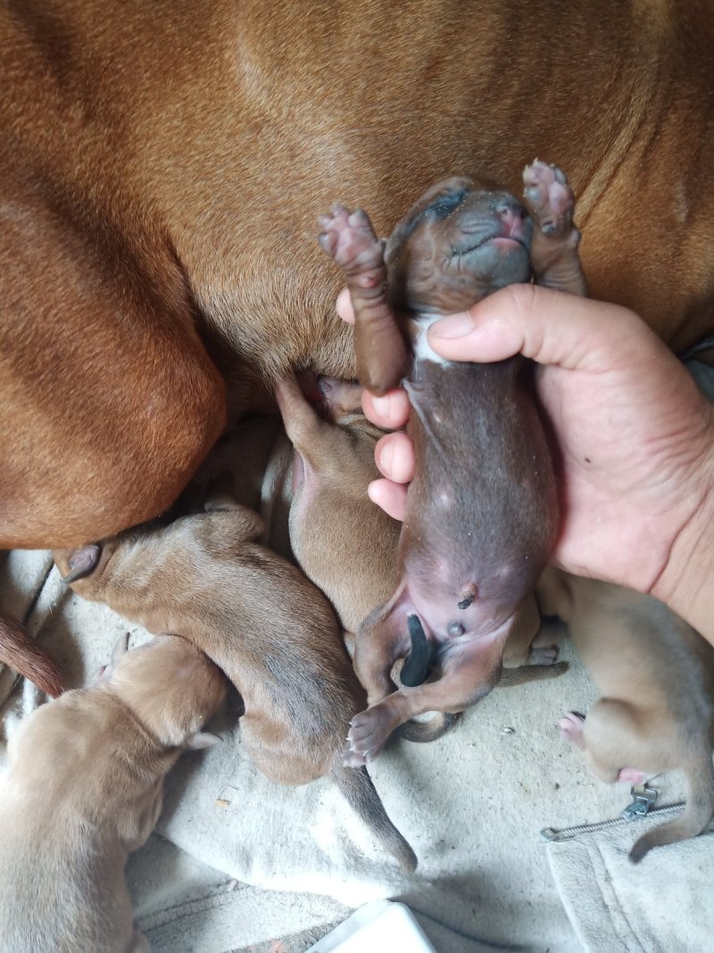 比特犬