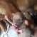 比特犬
