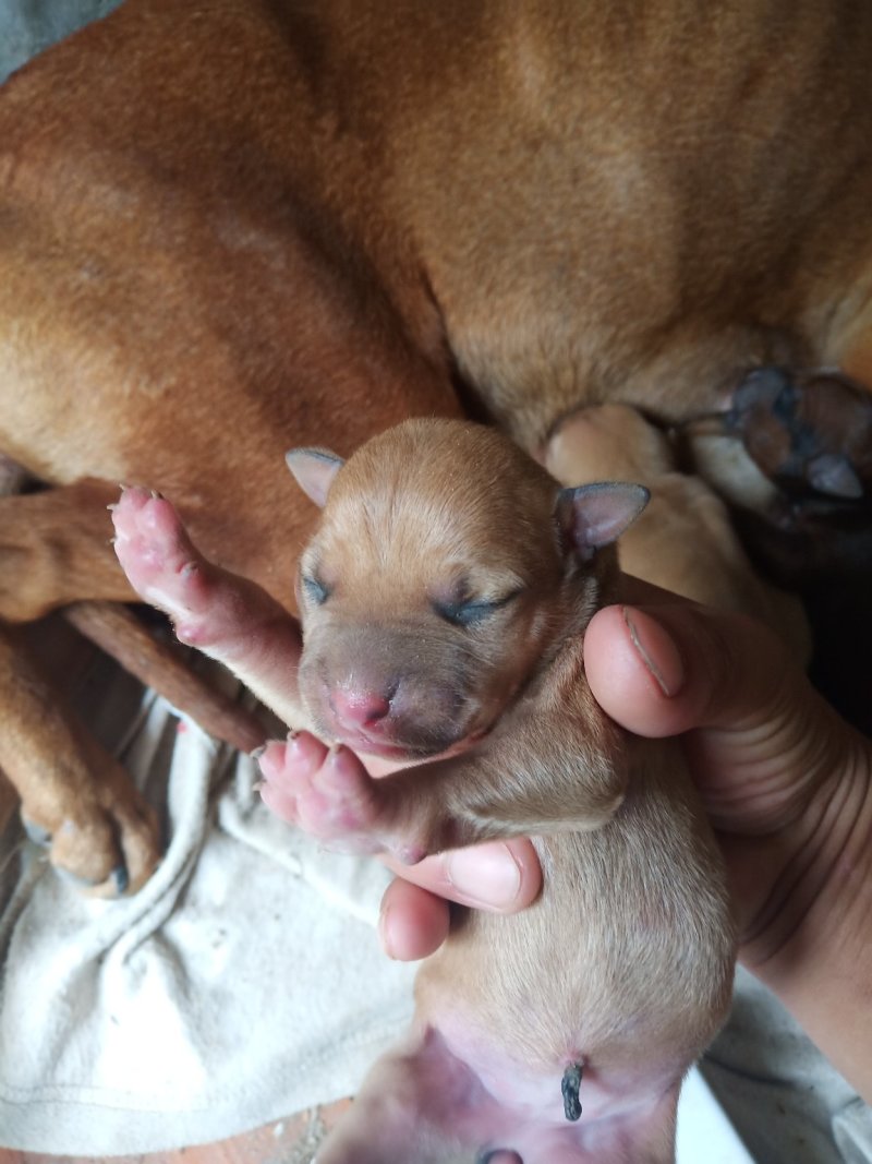 比特犬