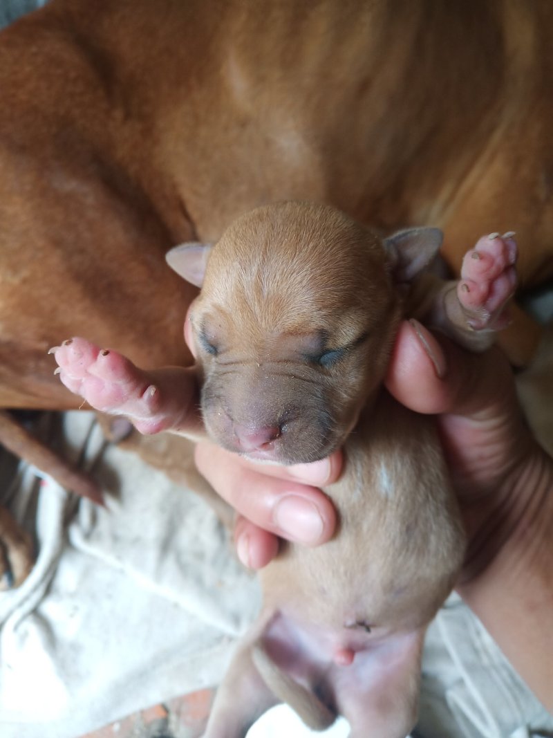 比特犬