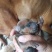 比特犬