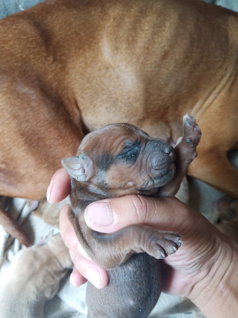 比特犬