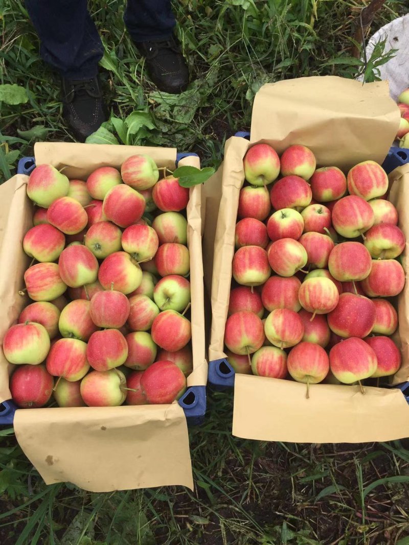 123苹果代收有场地果质量好