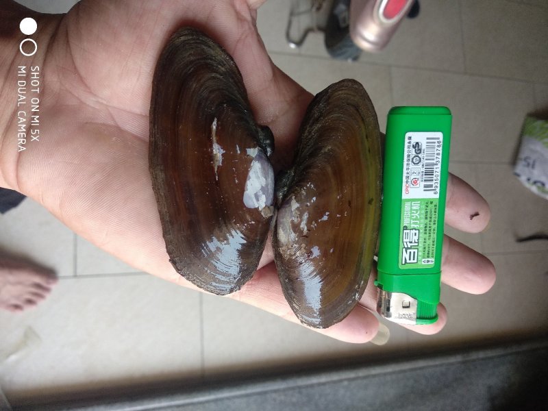 沙螺