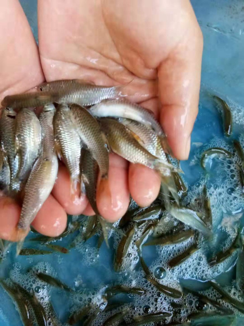 青竹鱼，红面青竹（种苗）