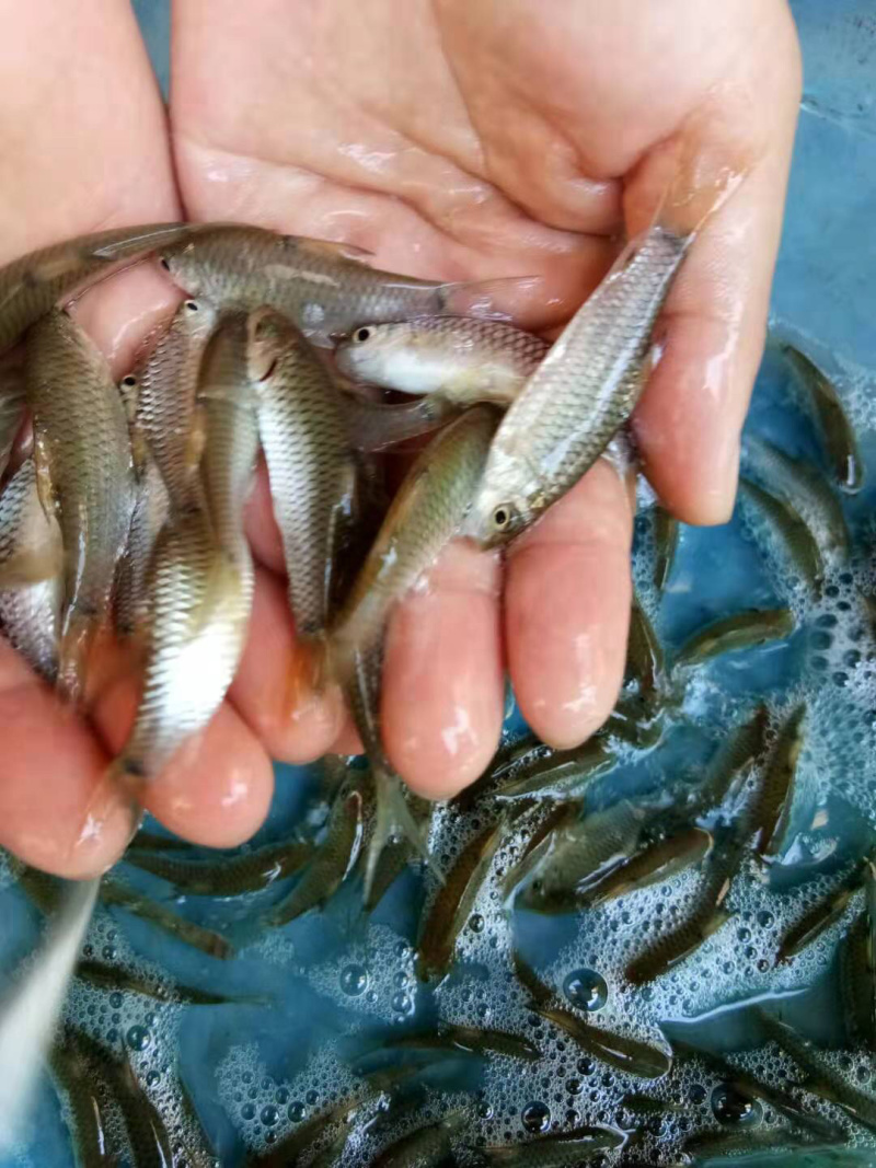 青竹鱼，红面青竹（种苗）