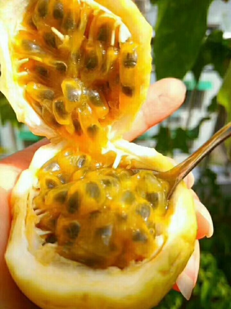 黄金百香果芭乐味
