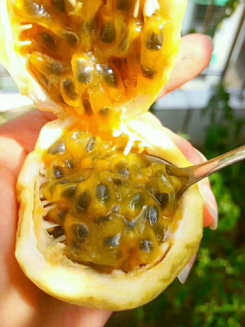 黄金百香果芭乐味