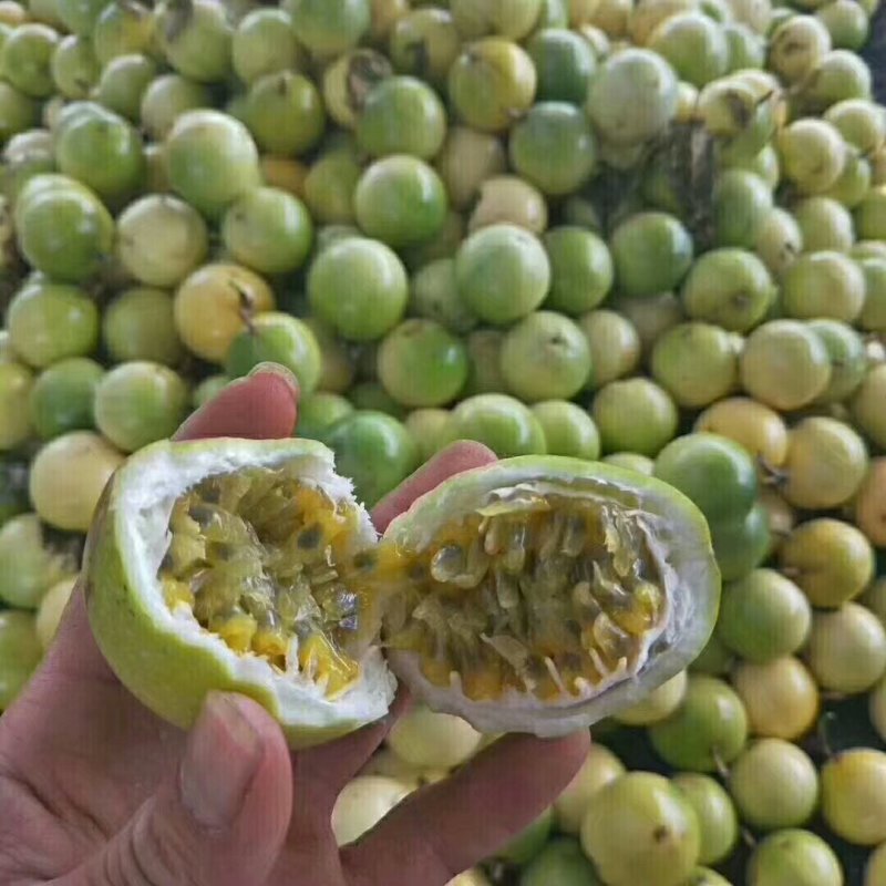 黄金百香果芭乐味