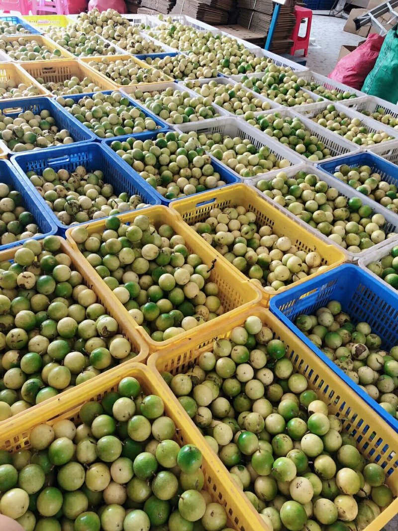 黄金百香果芭乐味